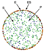 Smoldyn example