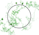 T cell signaling