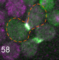 Colorful cells