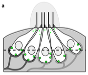 Hair cells