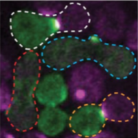 Yeast polarization