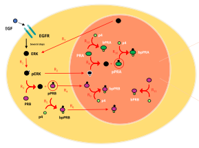 Progesterone pathway