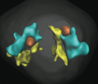 chromosome domains