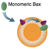 Bax model