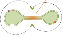 Diffusion barrier